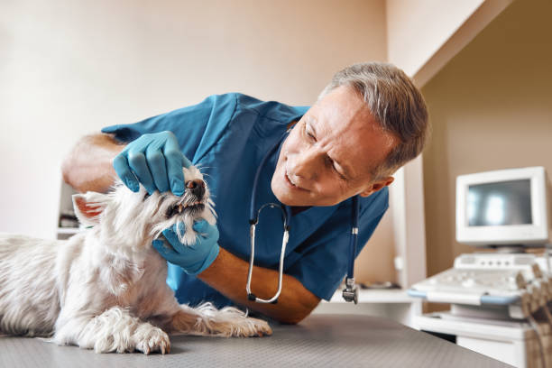 Best Weekend Emergency Dentist in Honeoye Falls, NY
